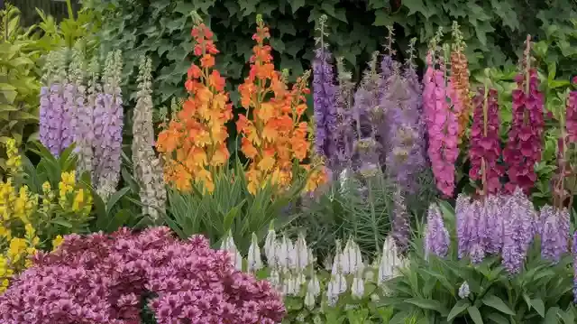 10 Perennials That Bloom All Summer for Continuous Color: Premium Space Layout Guides