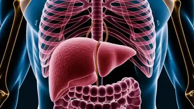 Liver Cirrhosis: List Of 4 Warning Signs - Detailed view of liver region showing signs of cirrhosis