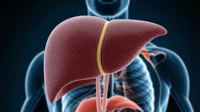 Understanding Liver Function Symptoms